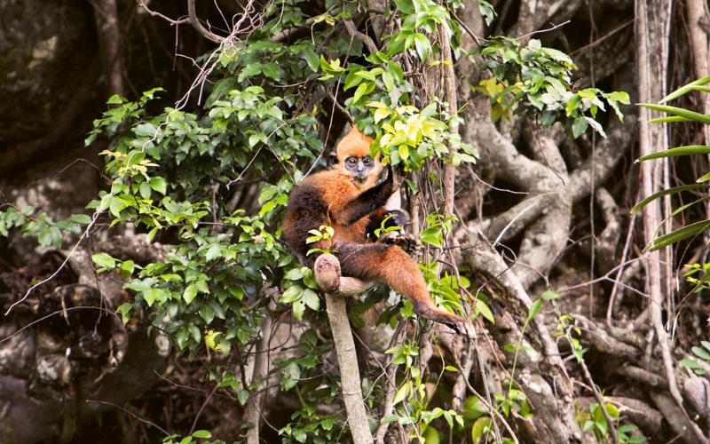 Le langur à tête dorée est l’un des primates les plus menacés du monde