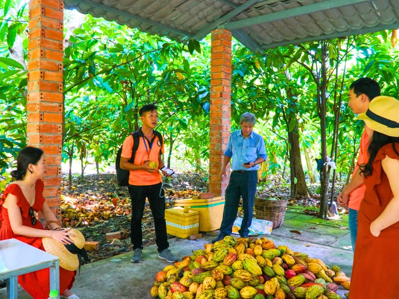 Jardin de cacao Muoi Cuong