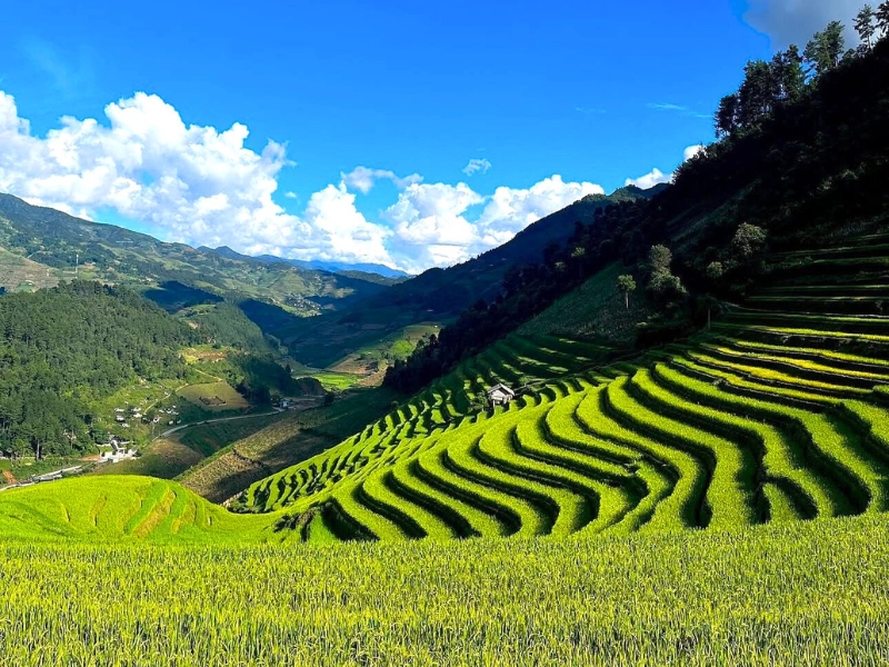 Rizière en terrasse à Mu Cang Chai