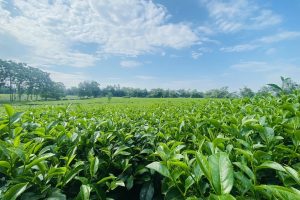 collines-de-theiers-de-thanh-son-voyage-au-vietnam