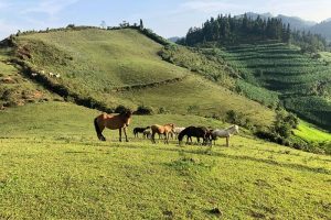 ngai-thau-bac-ha-vietnam-voyage-min