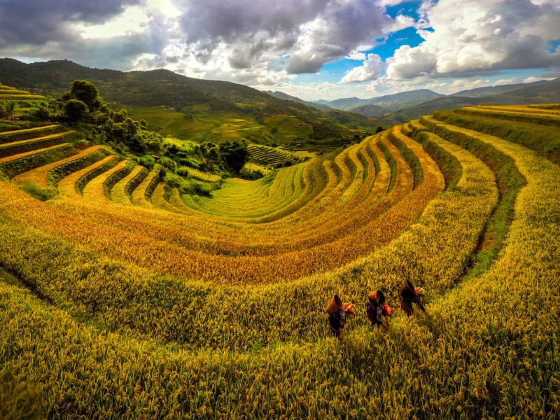 Mu Cang Chai dans la saison dorée