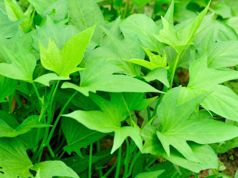 Rau khoai lang (Feuilles de patate douce), un légume simple et nutritif de la cuisine vietnamienne