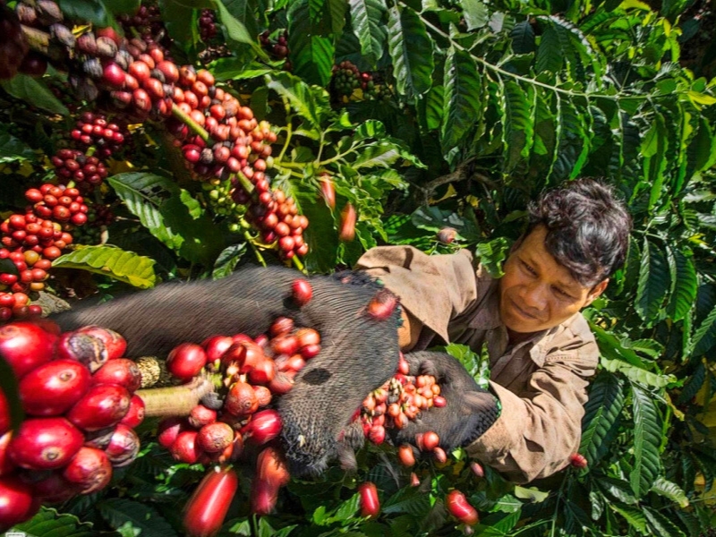 Les agriculteurs vietnamiens récoltent à la main les cerises de café mûres, symbole d’un savoir-faire ancestral.