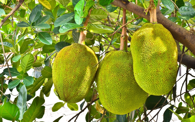 Les jacquiers du Vietnam offrent leurs fruits géants et parfumés, véritables trésors tropicaux