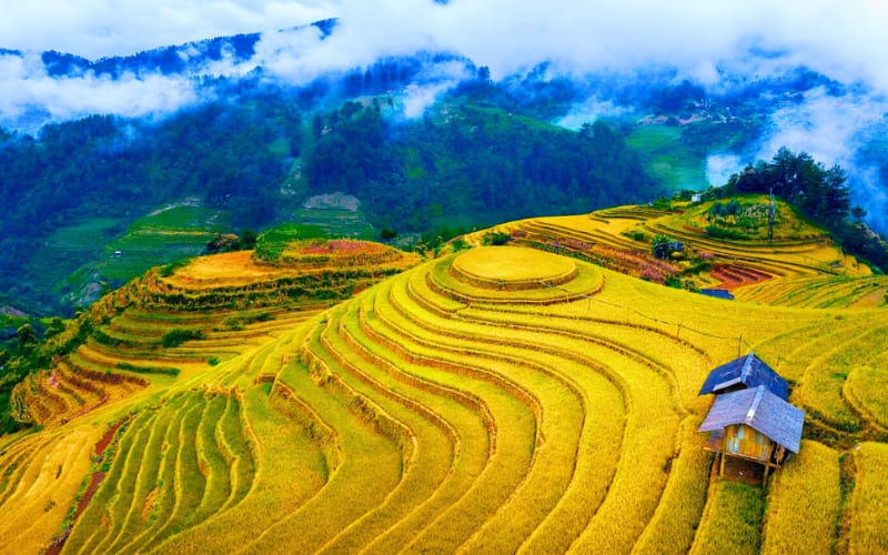 Rizière-à-Mu-Cang-Chai