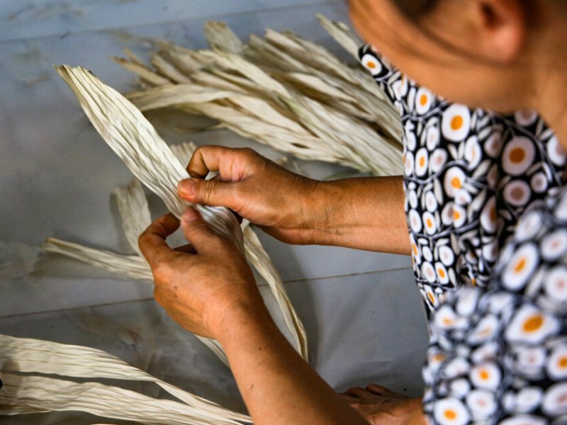Une fois sèches, les feuilles sont découpées en fines lamelles pour préparer la fabrication du chapeau