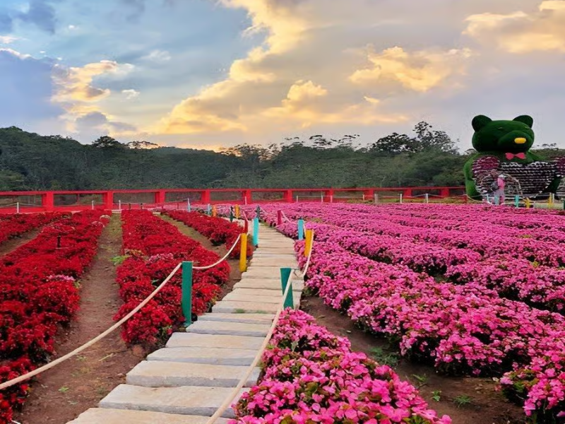 Jardin aux fleurs de Dalat
