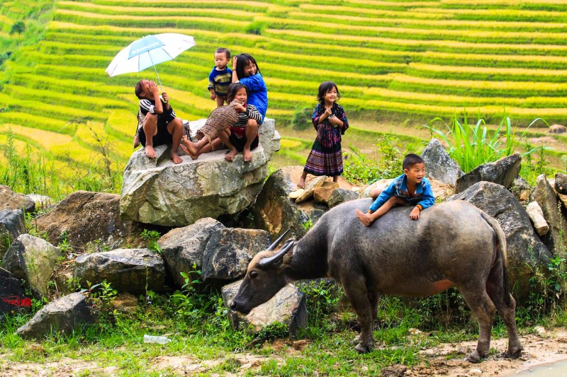Le buffle dans la vie des vietnamiens