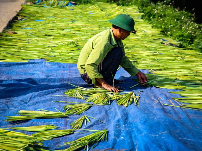 Après avoir récolté et trié les feuilles, l’artisan les étend au soleil pour les faire sécher